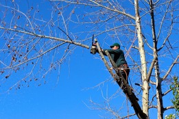 tree Pruning Spartanburg